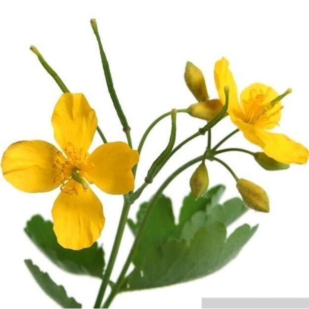 Didžiųjų ugniažolių žolė